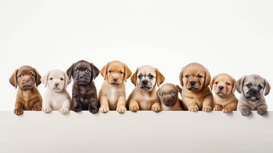 How to Train Puppies: The Ultimate Guide for New Dog Owners